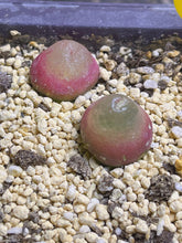 Load image into Gallery viewer, Conophytum Burgeri （each）

