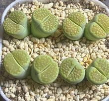 Load image into Gallery viewer, Lithops hallii ‘green soapstone ‘c111A（2- heard)
