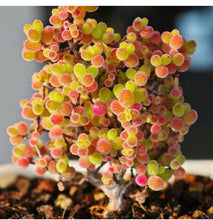 Load image into Gallery viewer, Drosanthemum sp （big）
