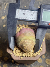Load image into Gallery viewer, CORYPHANTHA ELEPHANTIDENS CV. INERMIS “Purple “
