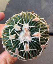 Load image into Gallery viewer, Stenocactus phyllacanthus
