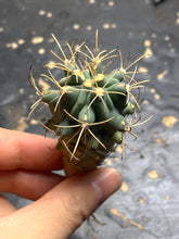 Load image into Gallery viewer, Glandulicactus Unicatus
