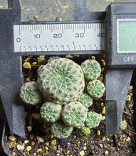 Load image into Gallery viewer, Rebutia rauschii f. Rubra

