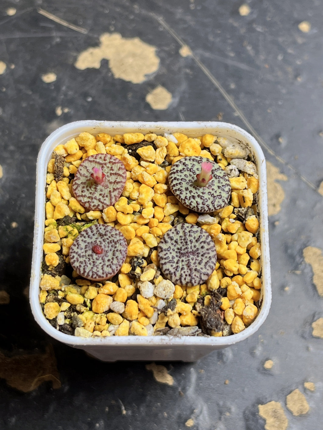 Conophytum obcordellum subsp. rolfii CR 1004（ A pots）