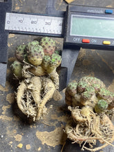 Load image into Gallery viewer, Rebutia rauschii f. Rubra
