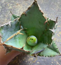 Load image into Gallery viewer, Agave titanota 'Caesar'
