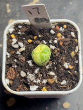Load image into Gallery viewer, Astrophytum asterias Variegated

