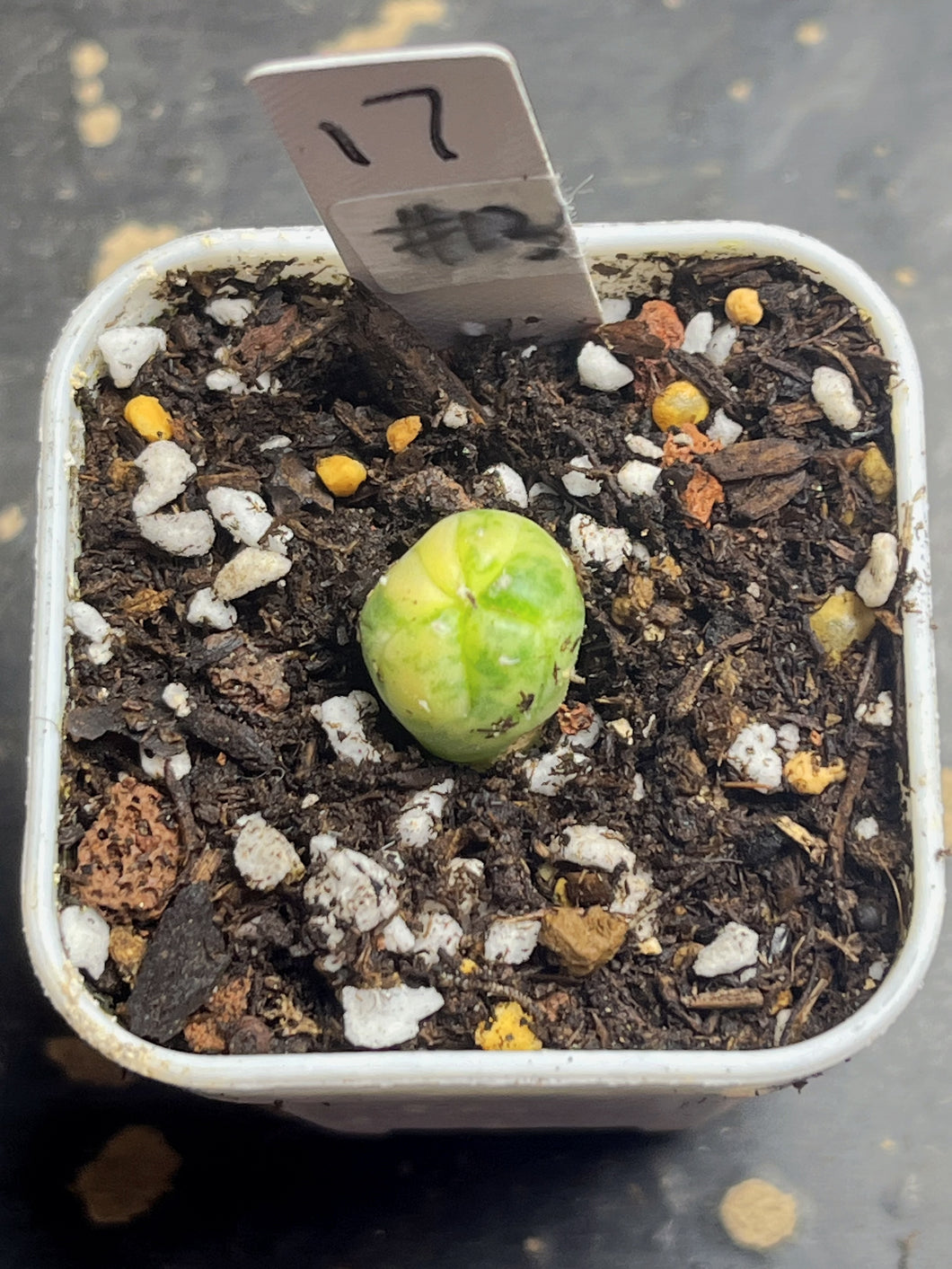 Astrophytum asterias Variegated