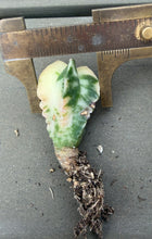 Load image into Gallery viewer, Astrophytum myriostigma variegated
