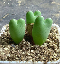 Load image into Gallery viewer, Conophytum bilobum
