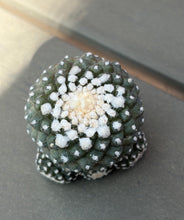 Load image into Gallery viewer, Copiapoa tenuissima
