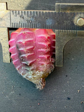 Load image into Gallery viewer, Gymnocalycium mihanovichii f. variegata
