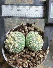 Load image into Gallery viewer, Astrophytum asterias
