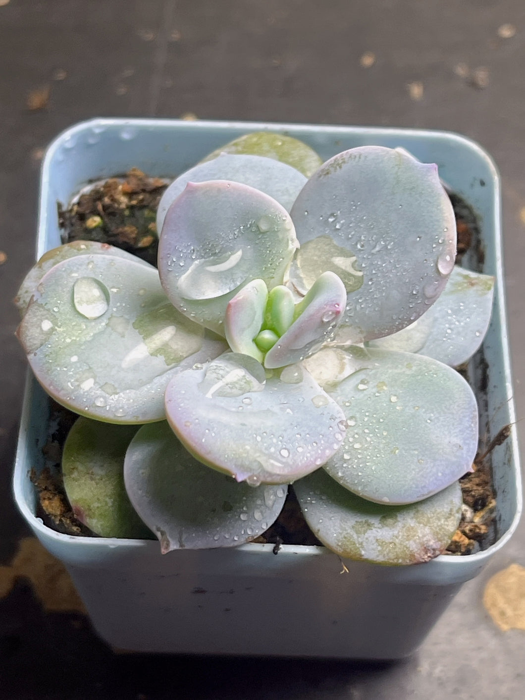 Echeveria 'Cream Tea'