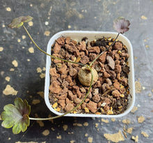 Load image into Gallery viewer, Pelargonium nephrophyllum
