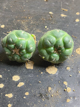 Load image into Gallery viewer, CORYPHANTHA ELEPHANTIDENS CV. INERMIS  ( each)
