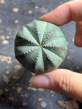 Load image into Gallery viewer, Euphorbia obesa
