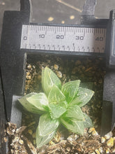 Load image into Gallery viewer, Haworthia retuse Variegated
