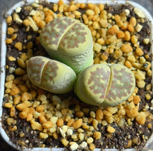 Load image into Gallery viewer, Lithops C124 Dorotheae
