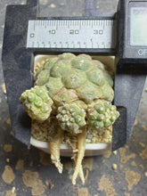 Load image into Gallery viewer, Copiapoa hypogea (Lizard skin)
