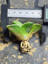 Load image into Gallery viewer, 101 Haworthia emelyae var.comptoniana
