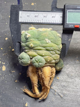Load image into Gallery viewer, Lophophora peyote
