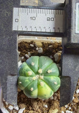 Load image into Gallery viewer, Astrophytum asterias Variegated
