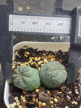 Load image into Gallery viewer, Euphorbia obesa
