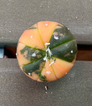 Load image into Gallery viewer, Astrophytum asterias Variegated
