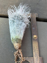Load image into Gallery viewer, Echinocereus albispinus
