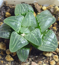 Load image into Gallery viewer, Haworthia
