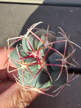 Load image into Gallery viewer, Thelocactus bicolor 'Takagi Hikanryu'
