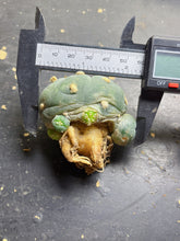 Load image into Gallery viewer, Lophophora peyote
