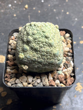 Load image into Gallery viewer, Pseudolithos cubiformis
