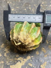 Load image into Gallery viewer, Aztekium Valdezii(grafted)
