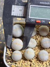 Load image into Gallery viewer, Lithops Dintheranthus pole-evansii (each)
