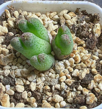 Load image into Gallery viewer, Conophytum marginatum ssp.
