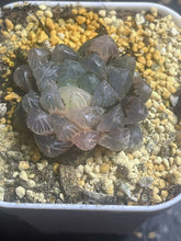 Load image into Gallery viewer, Haworthia obtusa variegated

