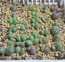 Load image into Gallery viewer, Conophytum marginatum ssp.
