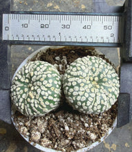 Load image into Gallery viewer, Astrophytum asterias
