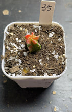 Load image into Gallery viewer, Astrophytum myriostigma variegated
