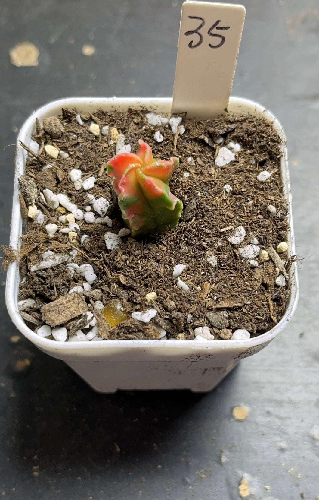 Astrophytum myriostigma variegated