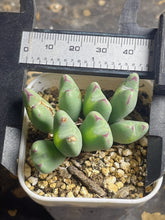 Load image into Gallery viewer, Conophytum bilobum
