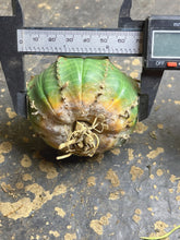 Load image into Gallery viewer, Euphorbia Meloformis subsp. Valida
