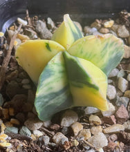 Load image into Gallery viewer, Astrophytum myriostigma variegated
