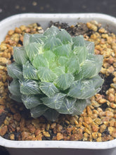 Load image into Gallery viewer, Haworthia Ice Soul Variegated
