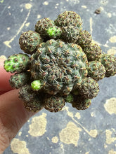 Load image into Gallery viewer, Sulcorebutia
