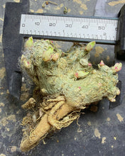 Load image into Gallery viewer, Phyllobolus resurgens
