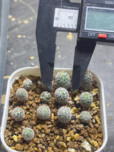 Load image into Gallery viewer, Mammillaria perezdelarosae
