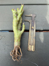 Load image into Gallery viewer, Othonna euphorbioide
